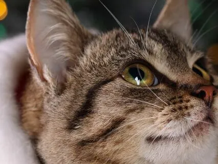Calming Cat Purring And Gentle Sound Of O Christmas Tree