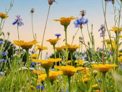Calming Down The Nervous System