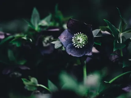 Calming Evening Meditation Prepare To Unwind & Sleep