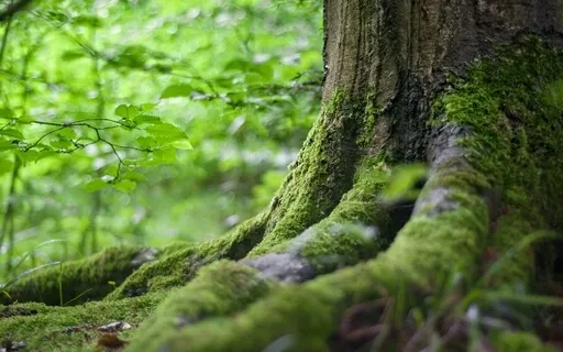 Calming Grounding 396Hz