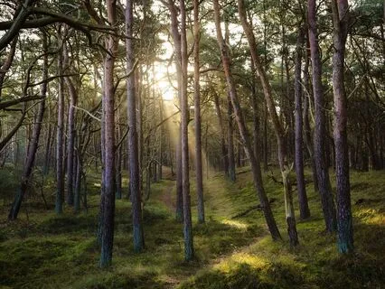 Calming Grounding Practice And Forest Visualisation