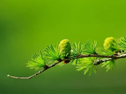 Calming Handpan, Peaceful Hang Drum, Positive Vibes 432 Hz
