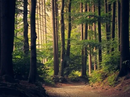 Calming Harp And Violin