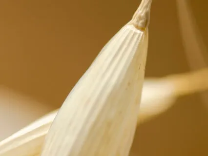 Calming Inflammation In 40Hz