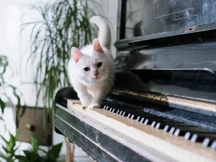 Calming Jazz Piano Ballad @40Hz