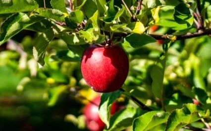 Calming Journey | Apple Orchard