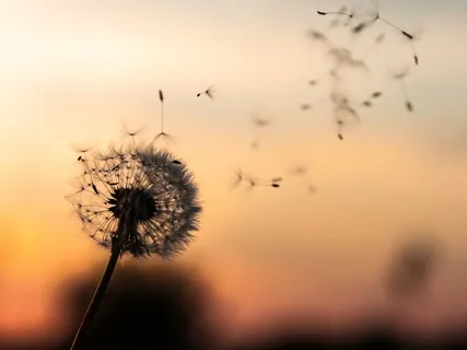 Calming Meditation For Releasing Fear & Anxiety