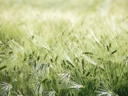 Calming Meditation  Music For Anxiety Relief