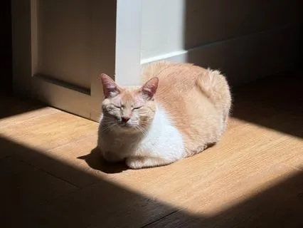 Calming Meditation With Cat Purring