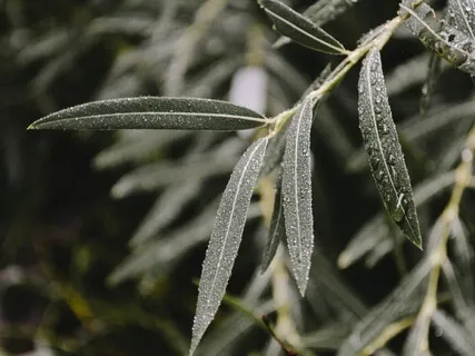 Calming Mindfulness Meditation