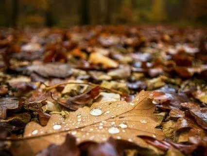 Calming Music and Rain for Deep Sleep and Stress Relief