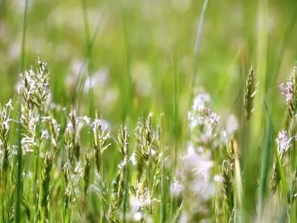 Calming Music In Nature