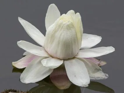 Calming Music: Still Water Bloom