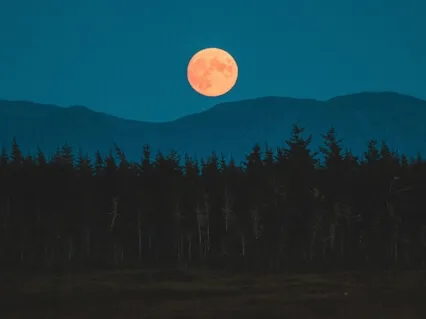 Calming Music [Try Listening For 5 Minutes] Instant Sleep