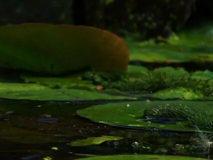 Calming Nature Sounds: Serene Frog Pond