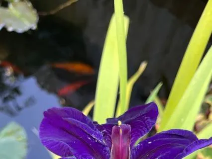 Calming Nature Sounds