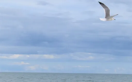 Calming Ocean Visualization