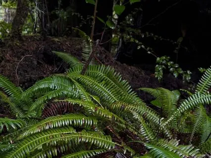 Calming Rain For Deep Sleep - Tofino Sleepscape