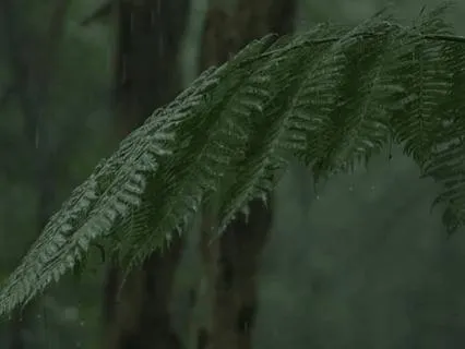 Calming Rain Sounds For Sleep