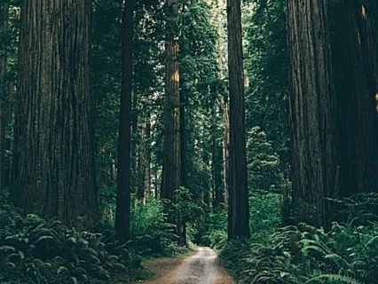 Calming Redwood Forest
