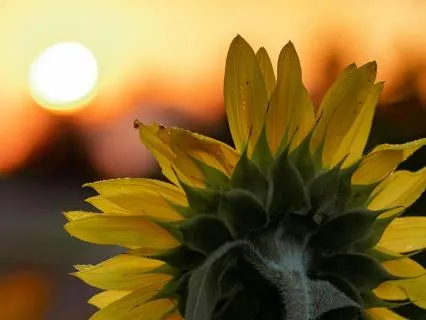 Calming Daily Regulation Meditation For Kids