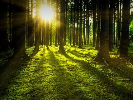 Calming Relaxing Sounds Of Birds And Relaxing Piano Music