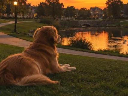 Calming Sleep Story | The Good Dog
