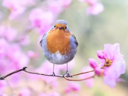 Calming Songbirds - Nature Sounds Recording Of Bird Calls - A Songbird Concert For Creating A Soothing Atmosphere