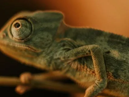 Calming Sounds: The Lizard Did It
