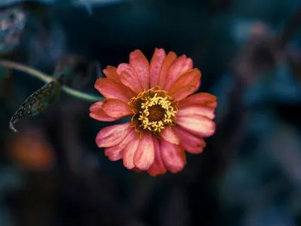 Calming Stress Relief Soundscape