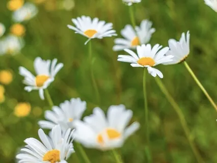 Calming The Body/Mind By Balancing The Breath.