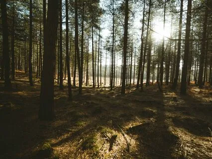 Calming The Inner Critic Meditation