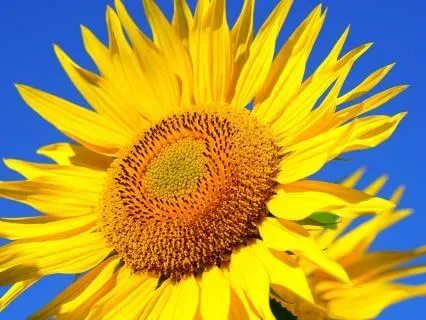 Calming The Nervous System | Returning To Inner Safety