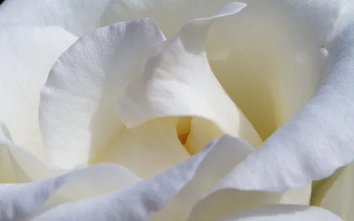 Calming White Noise - The White Noise Collection