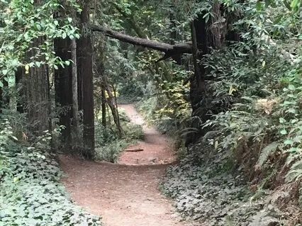 Calming With Earth Elements