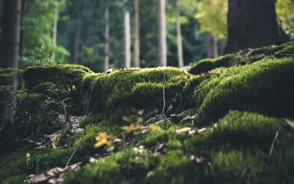 Calming Your Emotions With 417 Hz