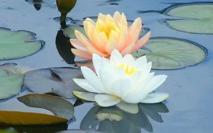 Calming Your Mind (Samatha Meditation)