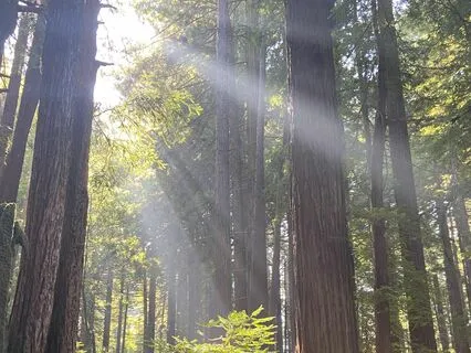 Calming Your Nervous System Through Stressful Transitions