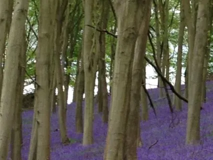 Calmness In Nature