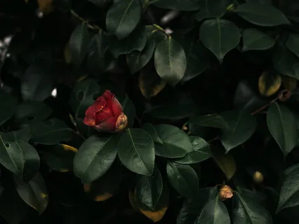 Camellia Japonica