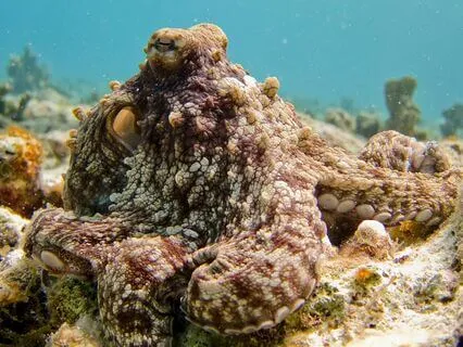 Camouflage & Authenticity—The Dance Between Seen And Unseen