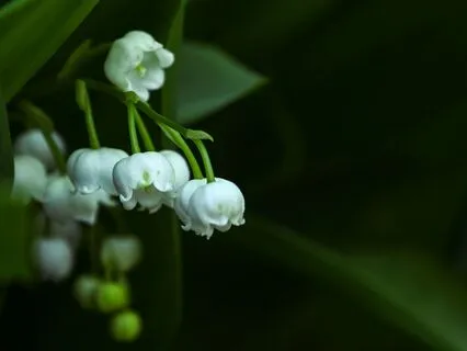 Campanula - 432Hz Music For Focus & Relaxation