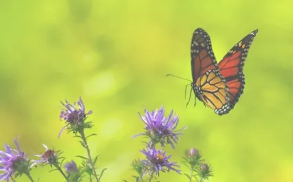 Can Addition Really Make You Calmer?