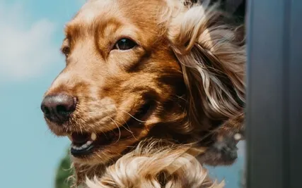 Can You Let It All Be Easy?