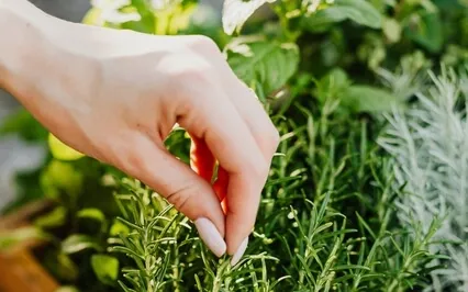 Cancer Free 3 Surgery: Tending The Garden