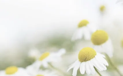 Cancer New Moon Cord Cutting