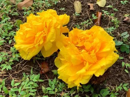 Supporting Someone With Cancer