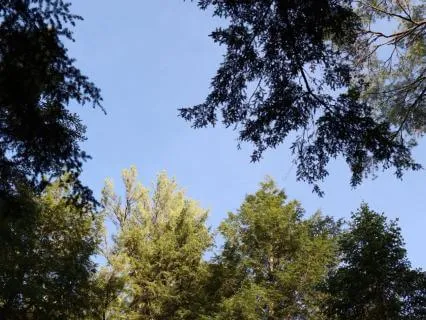 Canopy Whispers