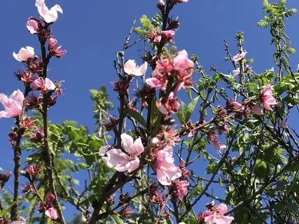 Cantito del Amor Ukulele