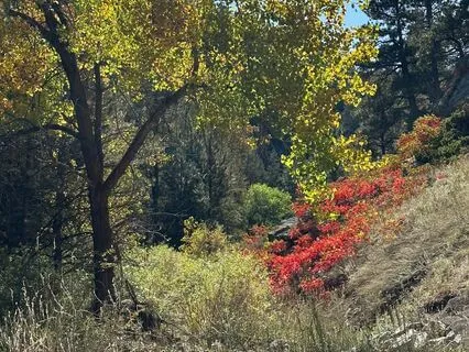 Wild Creek Soundscape ~ Live Recording